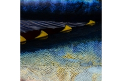 Image Tuna fish in ocean
